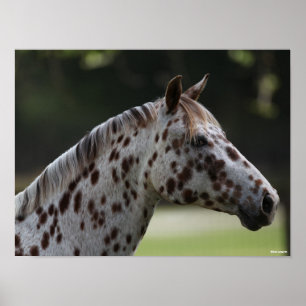 Poster Bob Langrish Captura de cabeça de Spotty Appalo