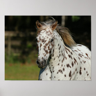 Poster Bob Langrish Captura De Cabeça De Spotty Pony O