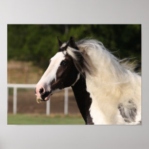 Poster Bob Langrish Captura de cabeça do Vanner Gypsy