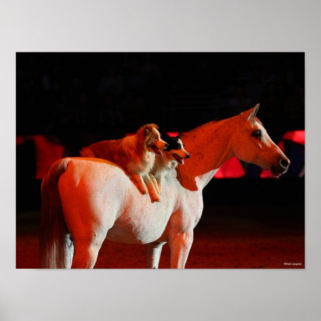 Poster Bob Langrish | Cavalo Árabe Em Pé De Cães (Frente)