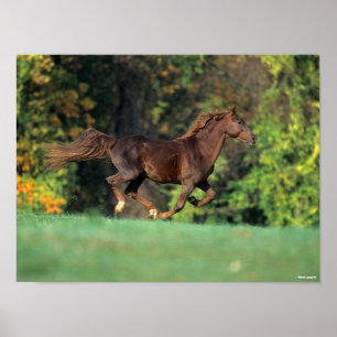 Poster Bob Langrish Cavalo Castanho-Montanha-Rochosas C