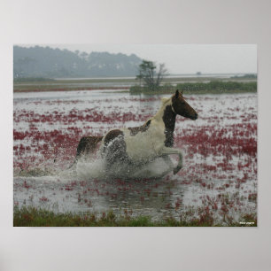 Poster Bob Langrish   Cavalo Chincoteague Correndo Em Ág