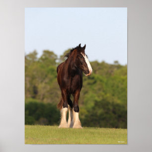 Poster Bob Langrish   Cavalo De Shire Em Campo