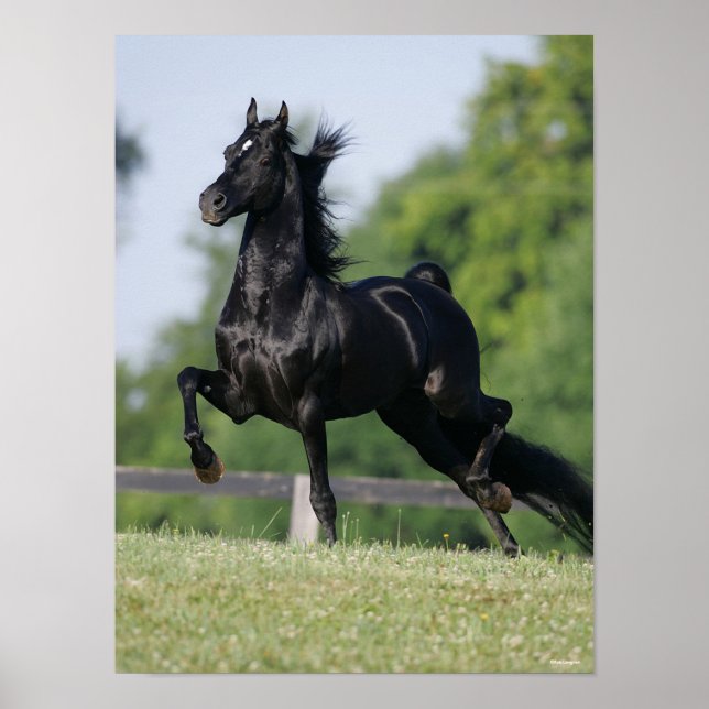 Poster Bob Langrish | Cavalo de Trote Morgan Negro (Frente)