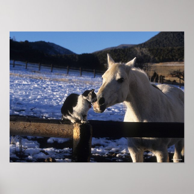 Poster Bob Langrish | Cavalo e Gato na neve (Frente)