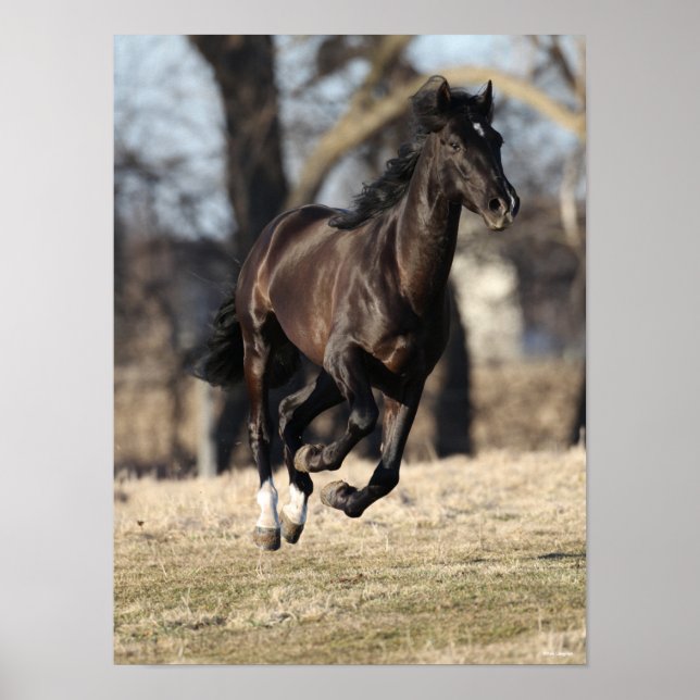 Poster Bob Langrish | Cavalo negro andaluciano correndo (Frente)