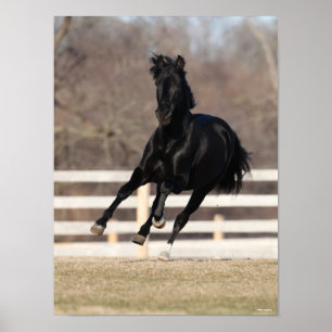Poster Bob Langrish Cavalo negro andaluciano correndo