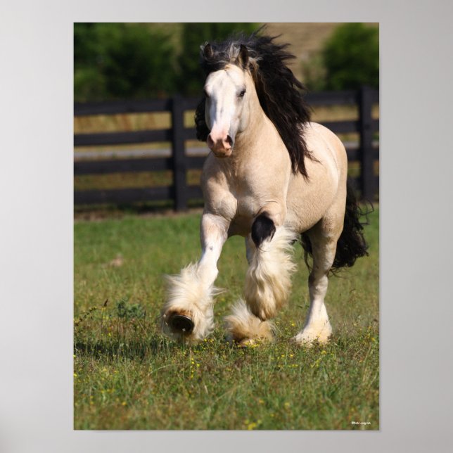 Poster Bob Langrish Champagne Color Gypsy Vanner em Execu (Frente)