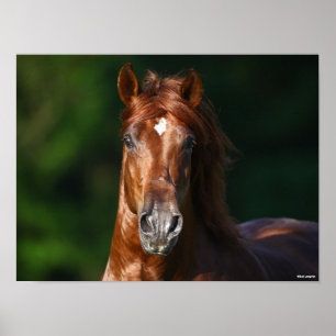 Poster Bob Langrish Chestnut Andalucian Stallion Headshot
