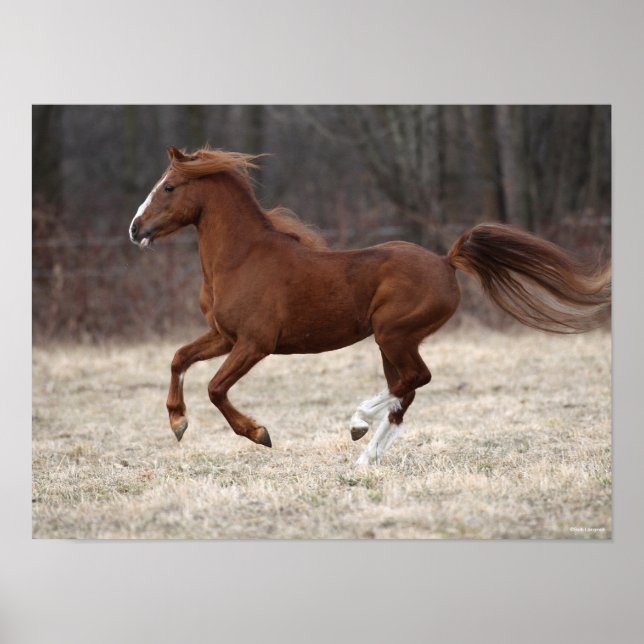 Poster Bob Langrish | Chestnut Hackney Pony Running (Frente)