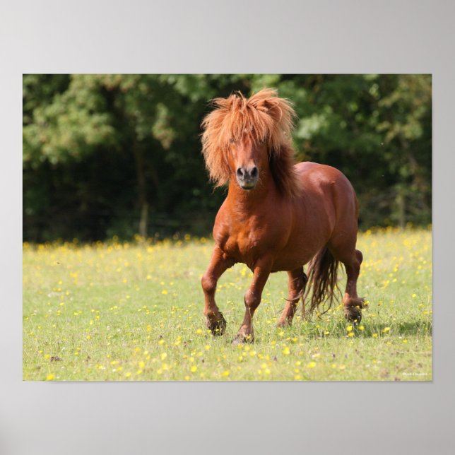 Poster Bob Langrish | Chestnut Shetland Pony Stallion (Frente)