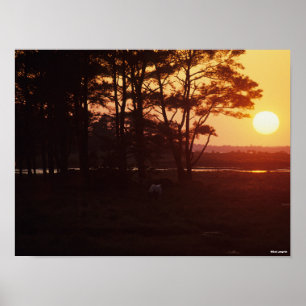 Poster Bob Langrish   Chincoteague Grazing Sunset