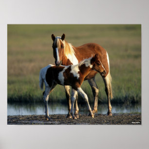 Poster Bob Langrish   Chincoteague Mare e Foal Permanente