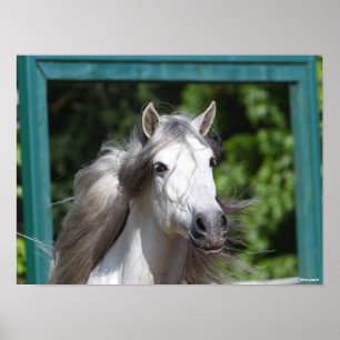 Poster Bob Langrish Cinza Andalucian Stallion Captura