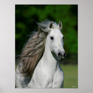Poster Bob Langrish Cinza Andalucian Stallion Captura