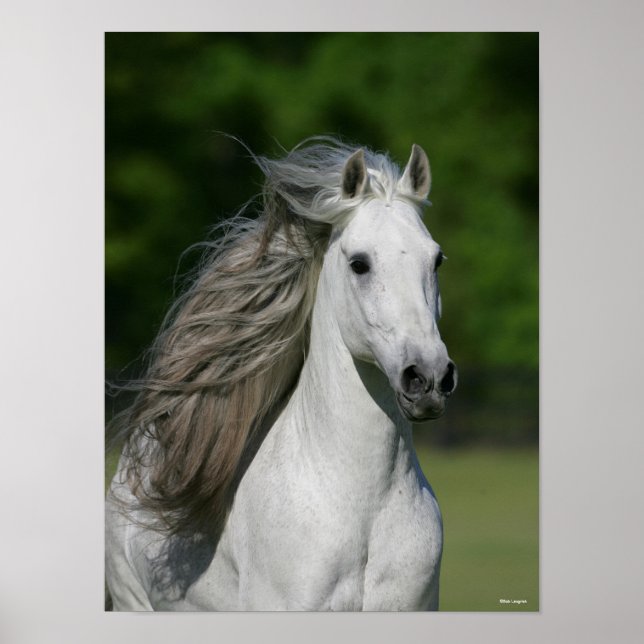 Poster Bob Langrish | Cinza Andalucian Stallion Captura (Frente)