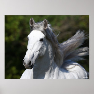 Poster Bob Langrish Cinza Andalucian Stallion Captura