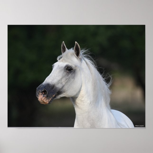 Poster Bob Langrish | Cinza Andalucian Stallion Captura 6 (Frente)
