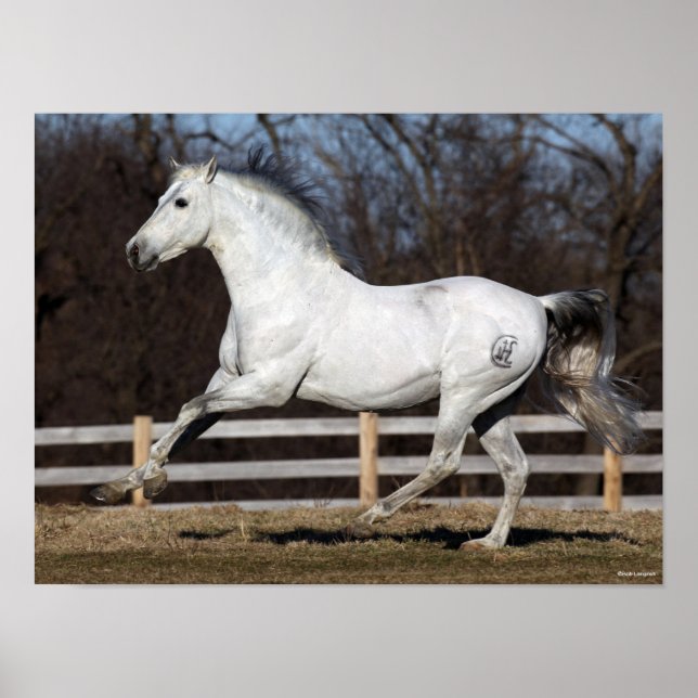 Poster Bob Langrish | Cinza Andalucian Stallion Running (Frente)
