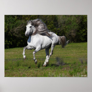 Poster Bob Langrish   Cinza Andalucian Stallion Running