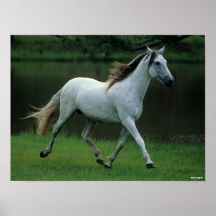 Poster Bob Langrish Cinza Andalucian Stallion Running