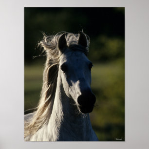 Poster Bob Langrish Cinza Andaluzia com iluminação tr