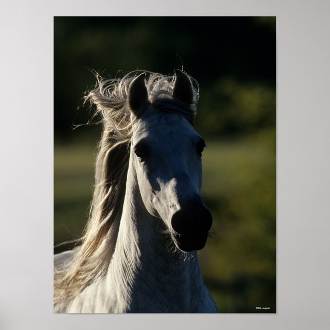 Poster Bob Langrish | Cinza Andaluzia com iluminação tras (Frente)