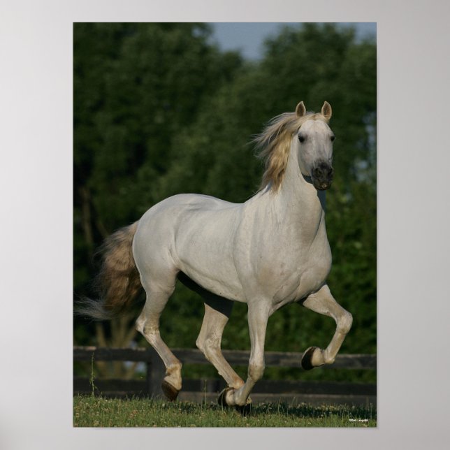 Poster Bob Langrish | Cinza Andaluzia em Execução (Frente)