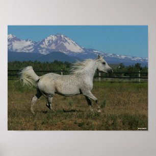 Poster Bob Langrish Cinza árabe correndo montanha em segu