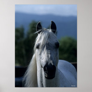 Poster Bob Langrish Cinza Árabe Stallion Em Posição
