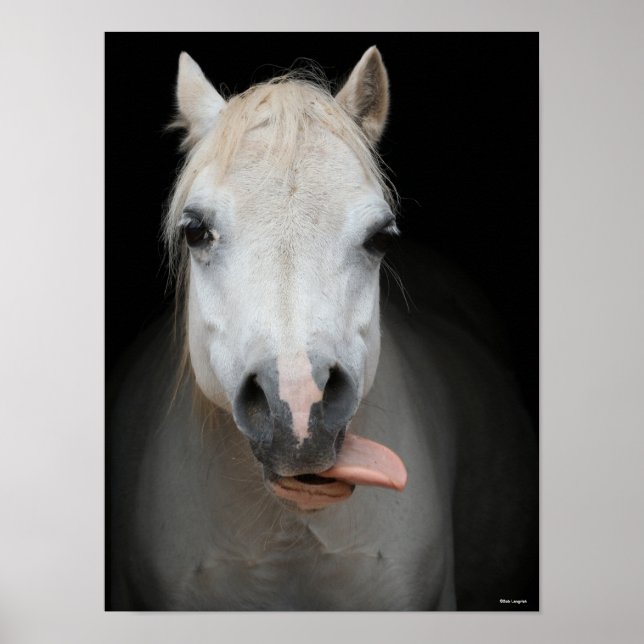 Poster Bob Langrish | Cinza Galsh Pony Tongue Out Headsho (Frente)