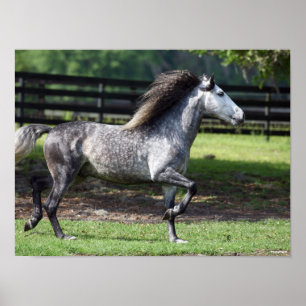 Poster Bob Langrish Cinza Lusitano Stallion