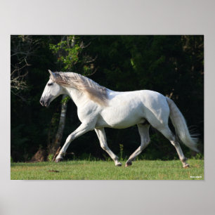 Poster Bob Langrish Cinza Lusitano Stallion
