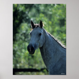 Poster Bob Langrish Cinza Warmblood Holandês Captura retr