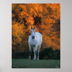 Poster Bob Langrish Cinza Warmblood Outono Permanente