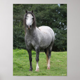 Poster Bob Langrish Cinza Welsh Pony