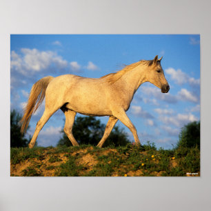 Poster Bob Langrish   Cinzas árabes a passear