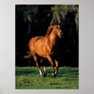 Poster Bob Langrish   Corredor de Warmblood Chestnut