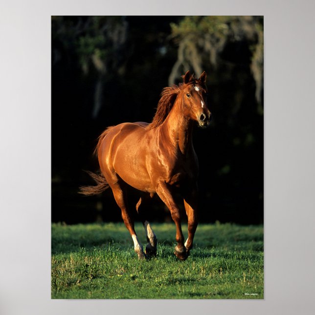 Poster Bob Langrish | Corredor de Warmblood Chestnut (Frente)