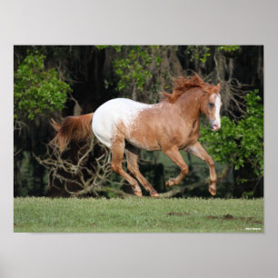 Poster Bob Langrish Corrente Appaloosa