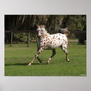 Poster Bob Langrish Corrente Appaloosa