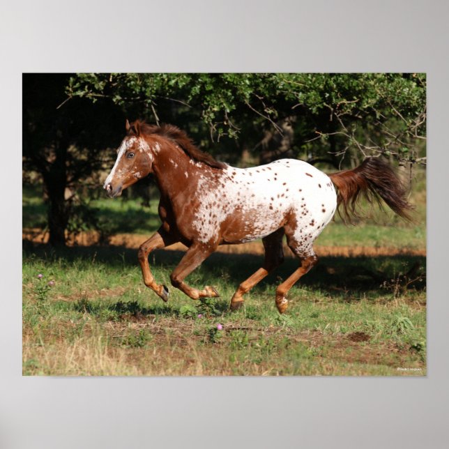 Poster Bob Langrish | Corrente de Cavalo Appaloosa (Frente)