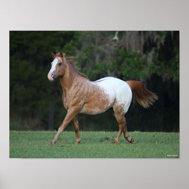 Poster Bob Langrish | Corrente de Cavalo Appaloosa (Frente)