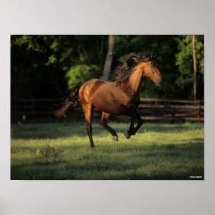 Poster Bob Langrish Corrente de cavalos da baía andalu