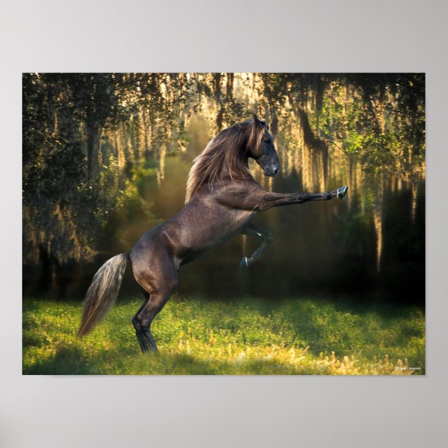 Poster Bob Langrish | Criação de Cavalos de Montanha Roch (Frente)