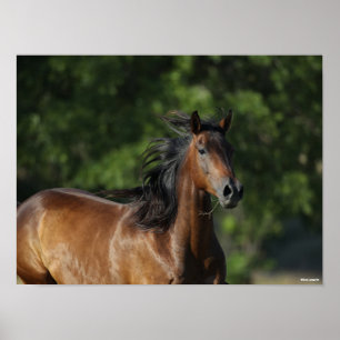 Poster Bob Langrish   Dark Bay Quarter Horse Headshot