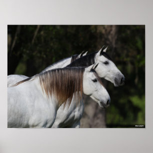 Poster Bob Langrish Dois Andaluianos Juntos