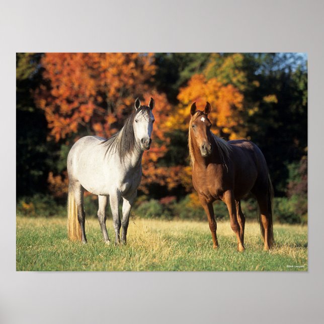 Poster Bob Langrish Dois Árabes em campo (Frente)
