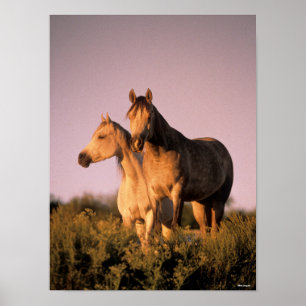 Poster Bob Langrish Dois Cavalos Árabes em Pé ao Pôr do