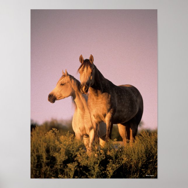 Poster Bob Langrish | Dois Cavalos Árabes em Pé ao Pôr do (Frente)